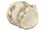 Fossil Mosasaur (Platecarpus) Vertebra - Kansas #382050-1